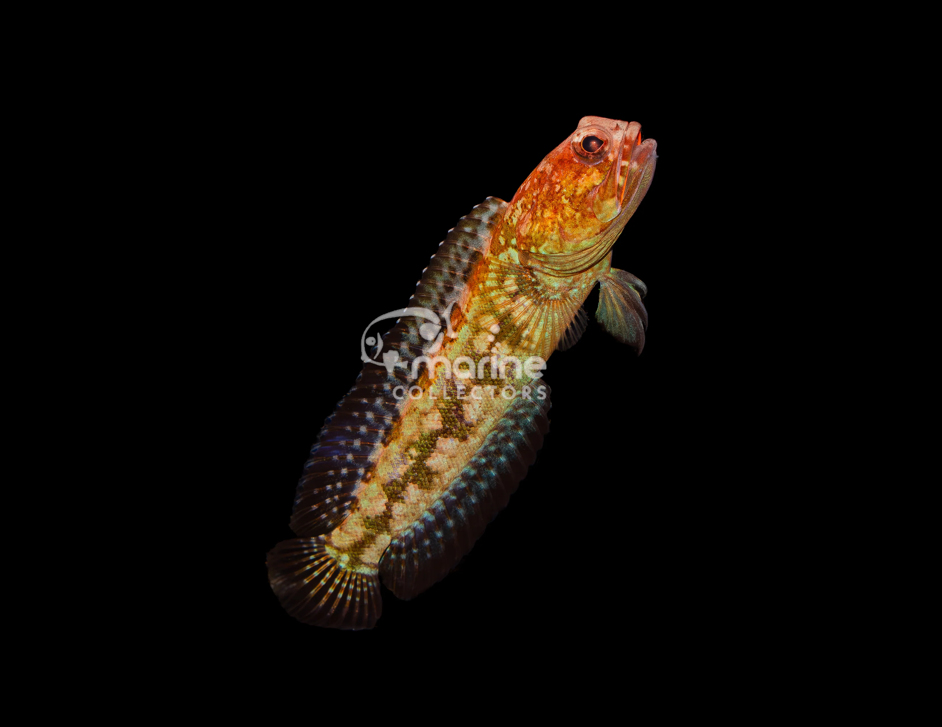 Fish