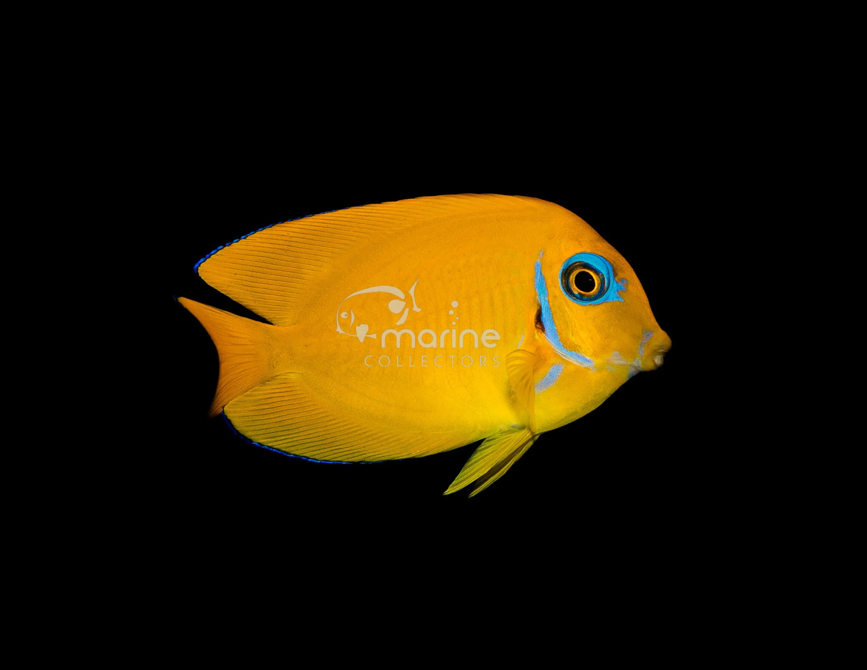 Just The Fish (No Quarantine)
